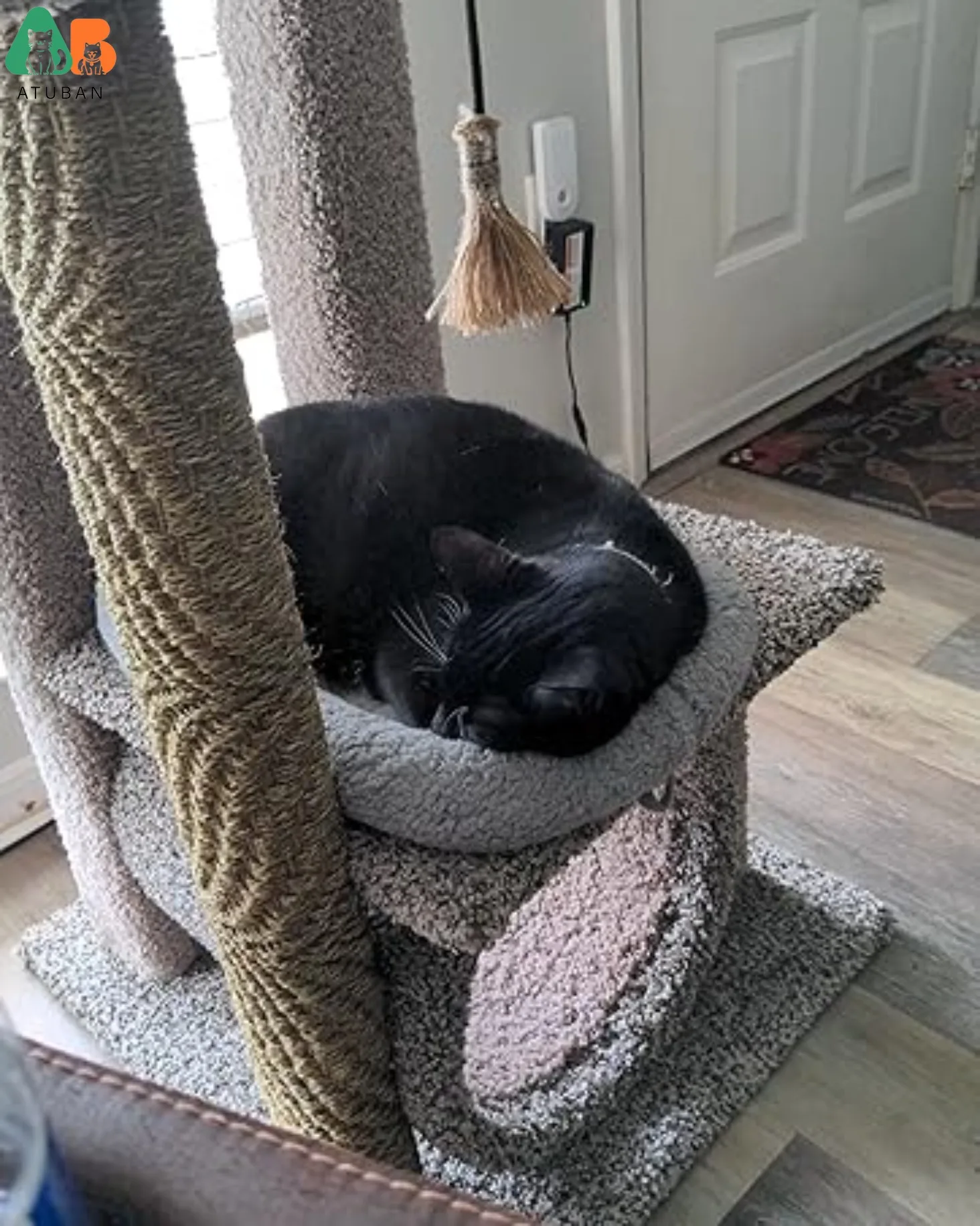 cat mat