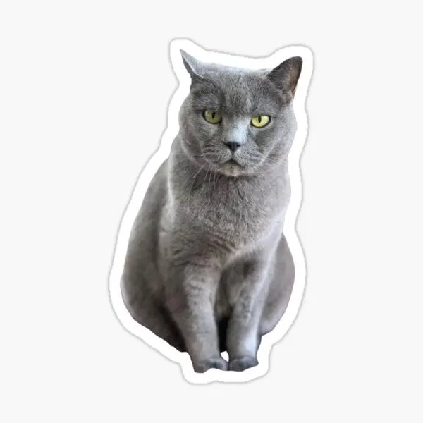 

British Shorthair Cat Car Auto Sticker Adhesive Sticker 17CM z4