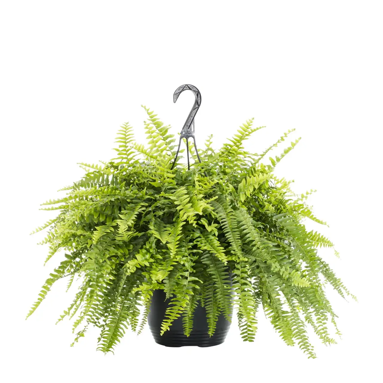 

Expert Gardener 1.5Gal Green Fern Live Plant Hanging Basket Shade