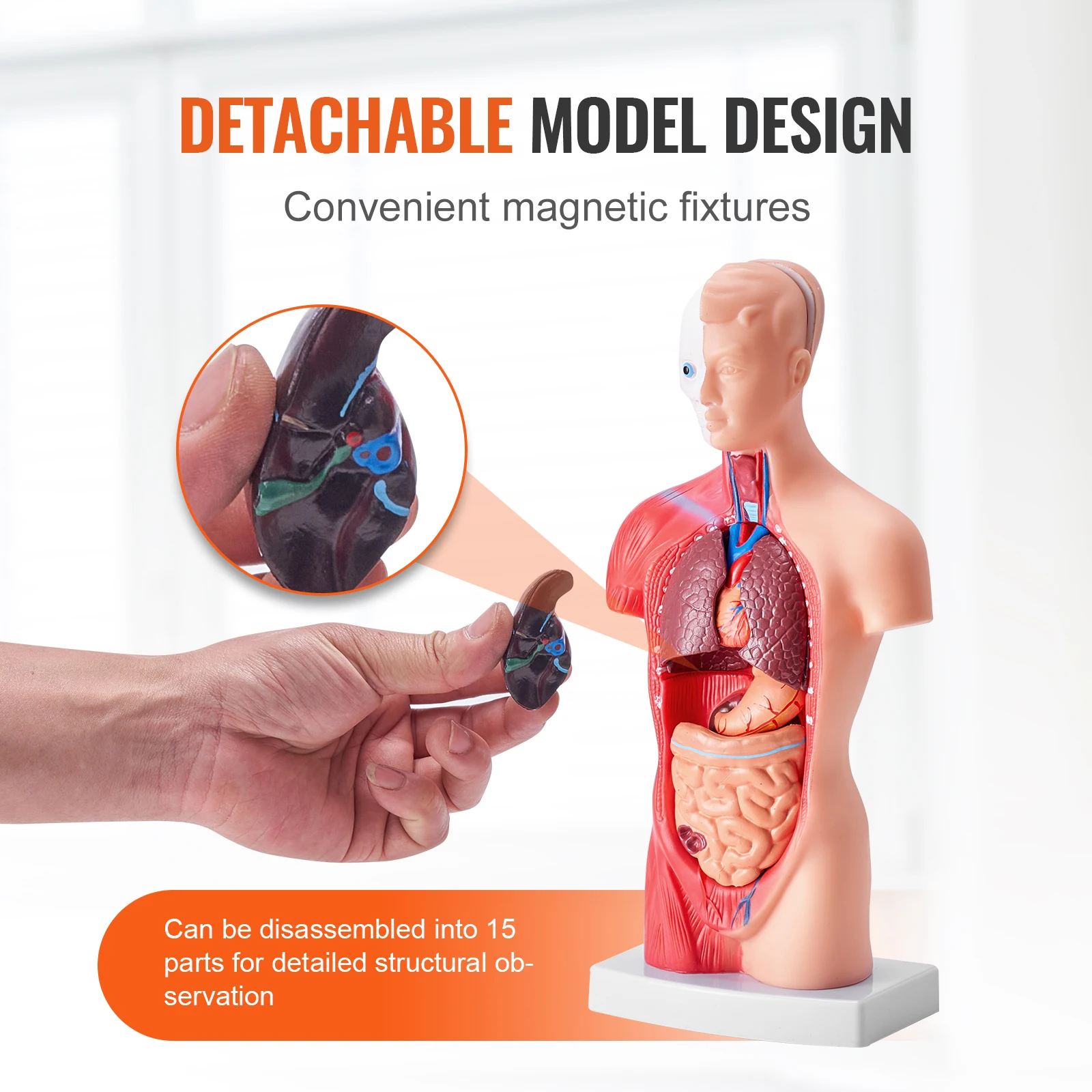 VEVOR Human Body Model 15/23 Parts Anatomical Skeleton Model with Removable Organs Educational Teaching Tool Education Display