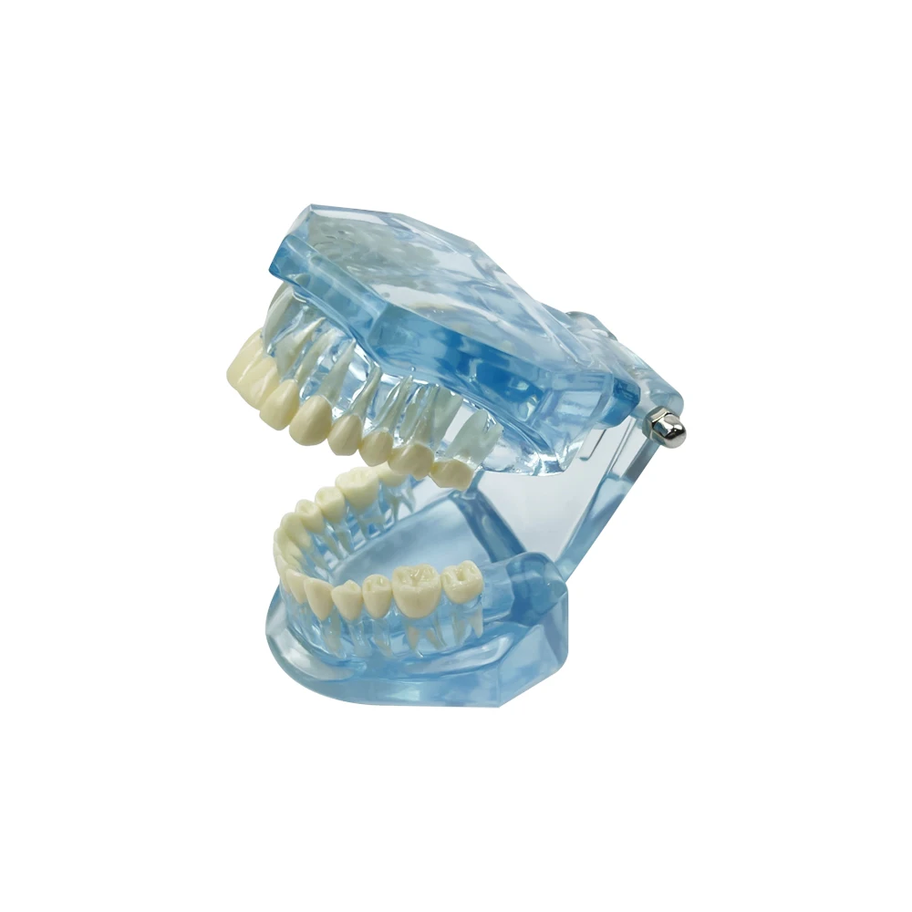 Normale Dental Modell Zähne Dental Lehrmodell Transparent Blau Rosa Zahnmedizin Erwachsene Zähne Modell Für Studieren Bildung Display – Detail 11