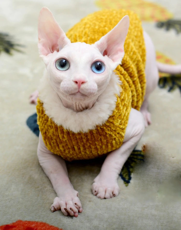 Sweater for Kitten  Louis Vuitton Vest for Sphynx, Lamb Fleece