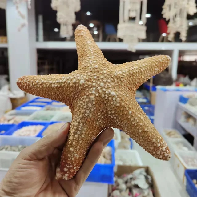 Starfish Natural Shells Conch Fish Tank Aquascape Window Ornaments Creative  Home Crafts Nautical Home Decor Seashells Sea