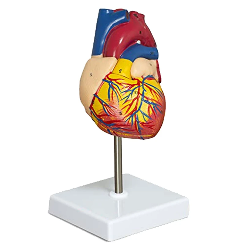 

Модель в форме сердца 2-х частей, эксклюзивная анатомическая модель имметричного размера с 34 анатомическими структурами, Анатомическое Сердце