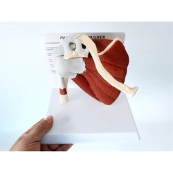 Human Skeleton Shoulder Scapula Clavicle Muscle Model Human Skeleton Joint Functional Ligament Medical Teaching Aid