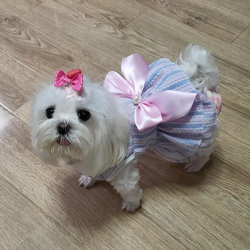 Pet Supplies Shih Tzu Princess Type Months Old Cute Cheap Puppy