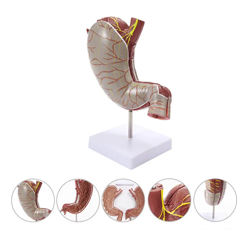 

1.5fold Anatomical Model Of The Human Stomach Abdominal Organ Muscle Neurovascular Stomach Profile Model Healthy Stomach Anatomy