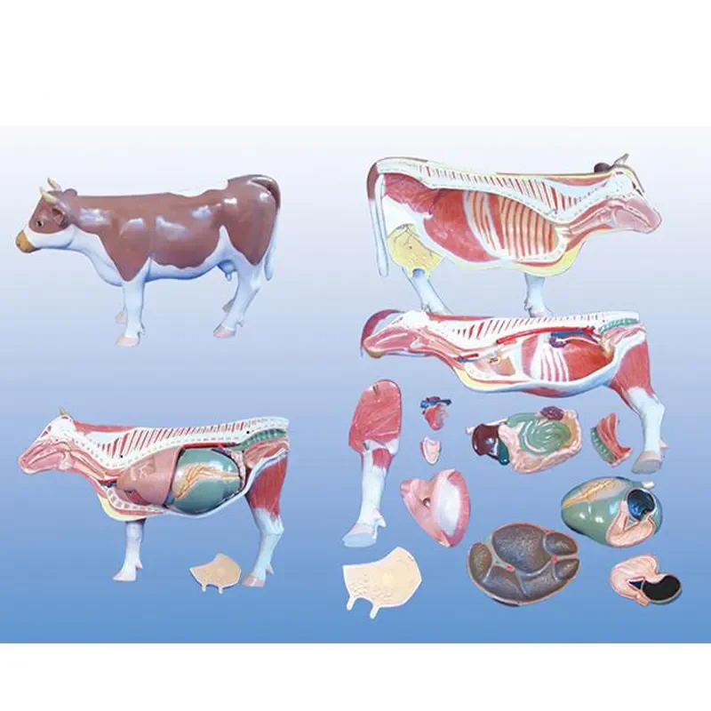 수의학 교육용 3D 소 동물 해부 모형 (수의학 해부 연구용)