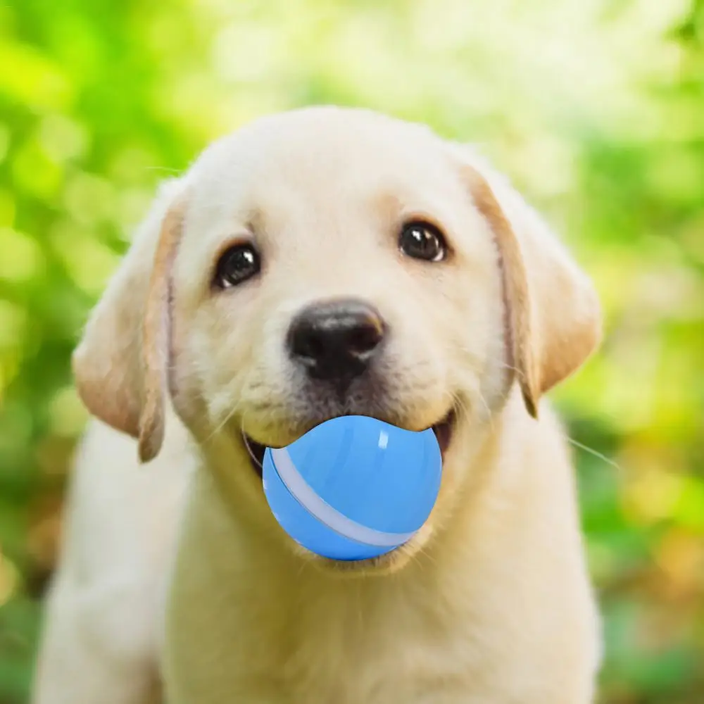 Led Pet Motion Ball