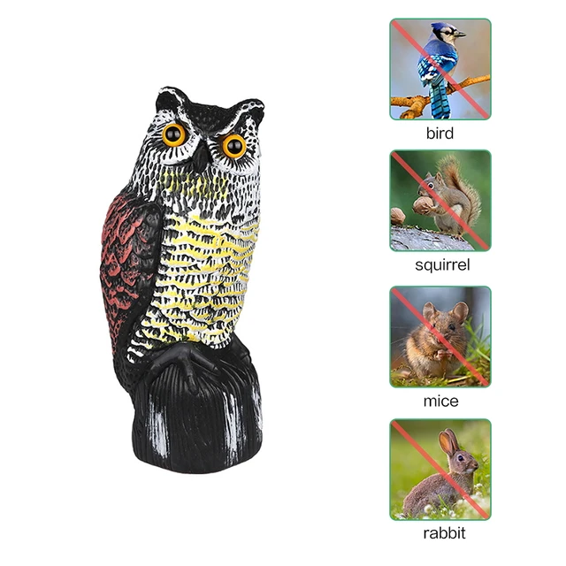 Fixed owl