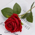Red rose