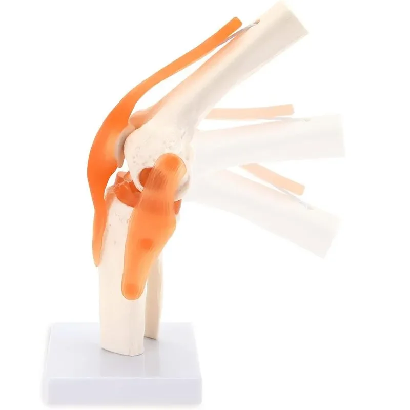 1:1Flexible Human skeleton Knee Joint Anatomy Model with Femur Tibia and Fibula Bone anatomical knee joints Medical Teaching