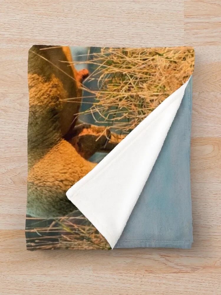 �ؼ� �� III ������ ���, ��� ���Ÿ� �����̳� ���