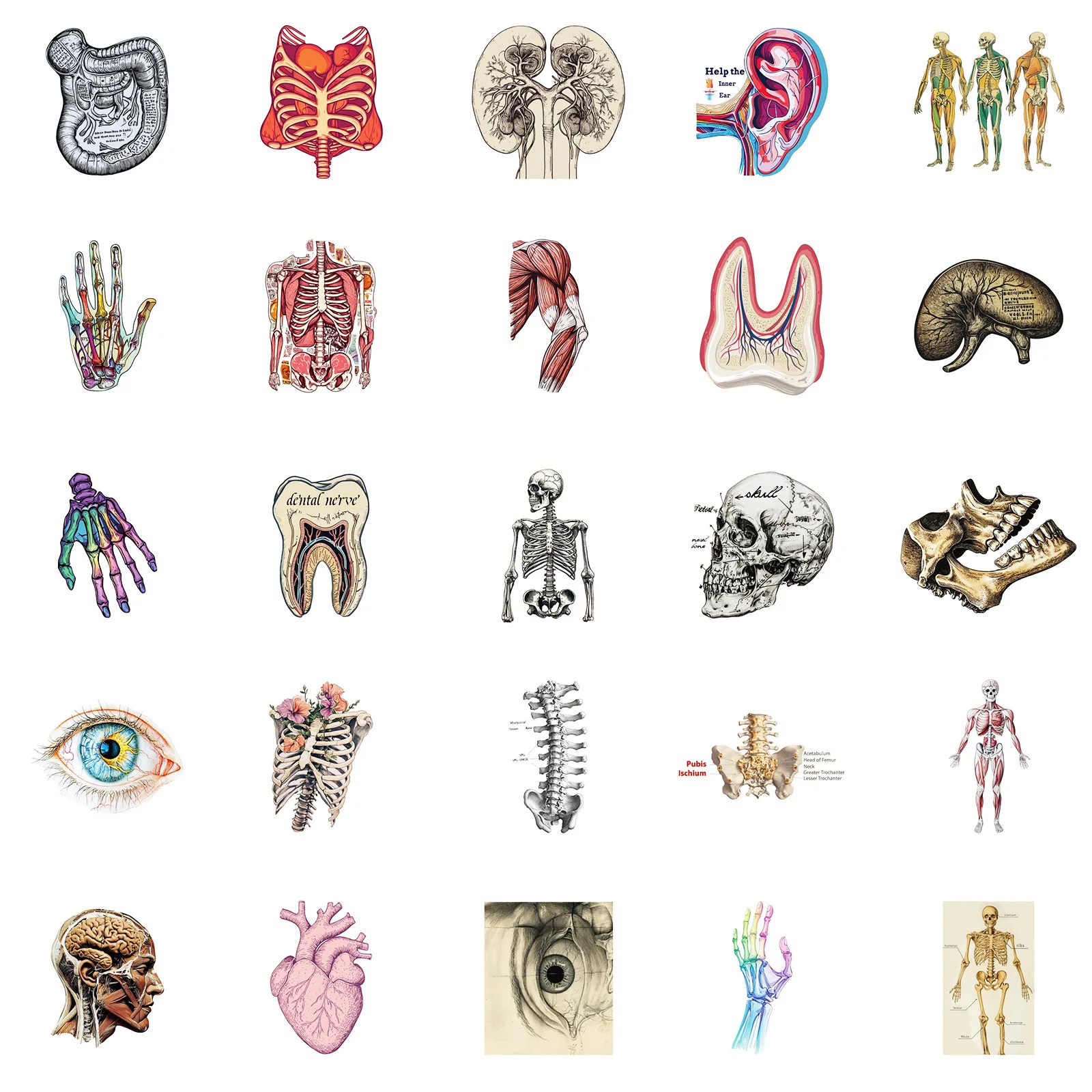 Anatomy & Physiology Sticker Set (50PCS) 5