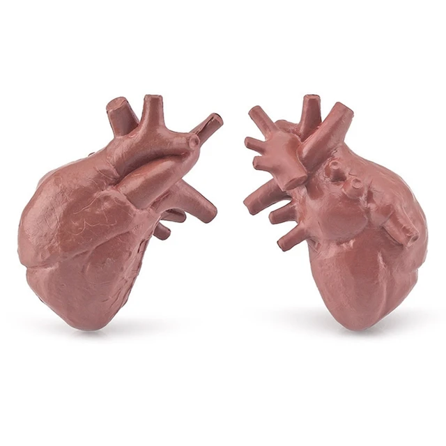 Human Torso Body Organ Miniature Anatomy Organs Model Education Montessori Toy Kiddie Boy Girl Collection Figurines 8PCS 5