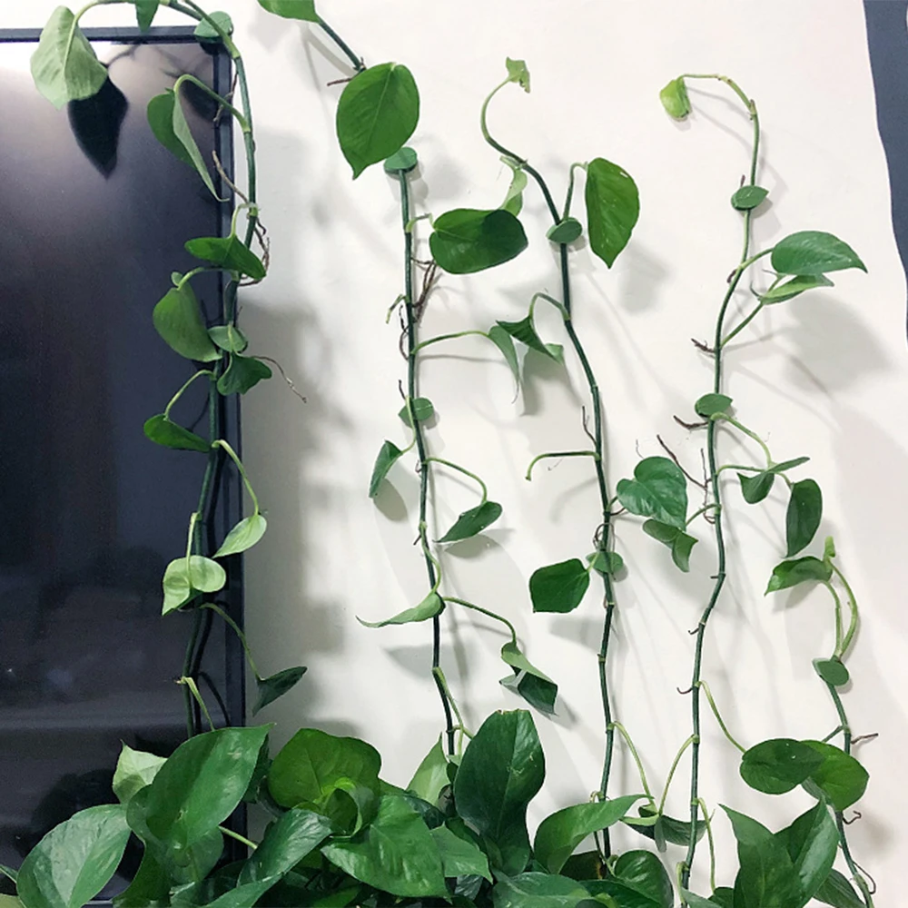 Plant Clips 10/20/30Pcs Climbing Wall Fixer Leaf Type Green Invisible Fixing Device Vine Fastener Snap Traction Shaping