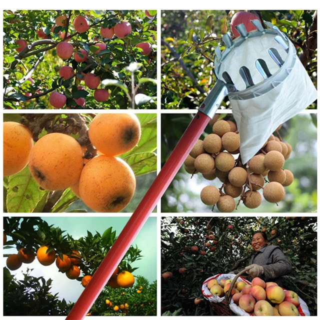 Fém Gyümölcsválasztó Kertészkedés Alma Őszibarack Magas Fa Szedő Gyümölcs Fogó Kertészeti Kellékek - Image 5
