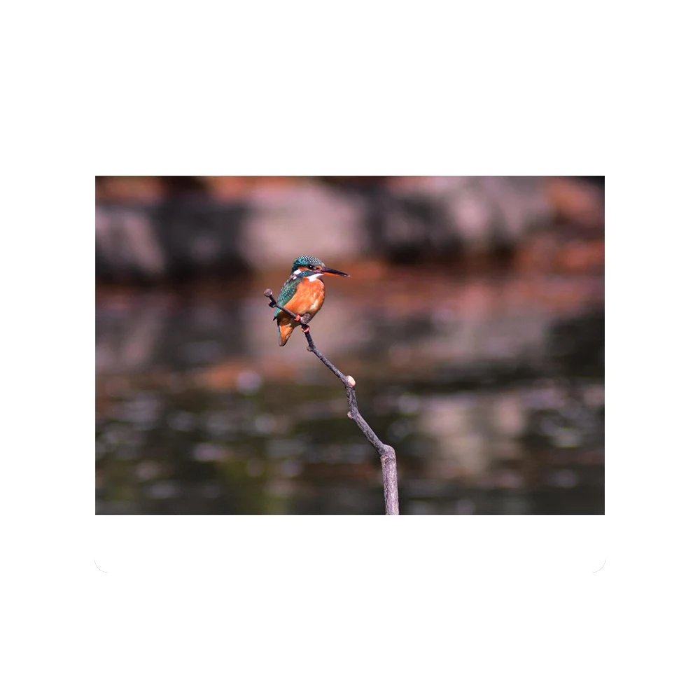 Lightdow 2x Teleconverter Converter Magnification Lens for T Mount 420-800 500 8