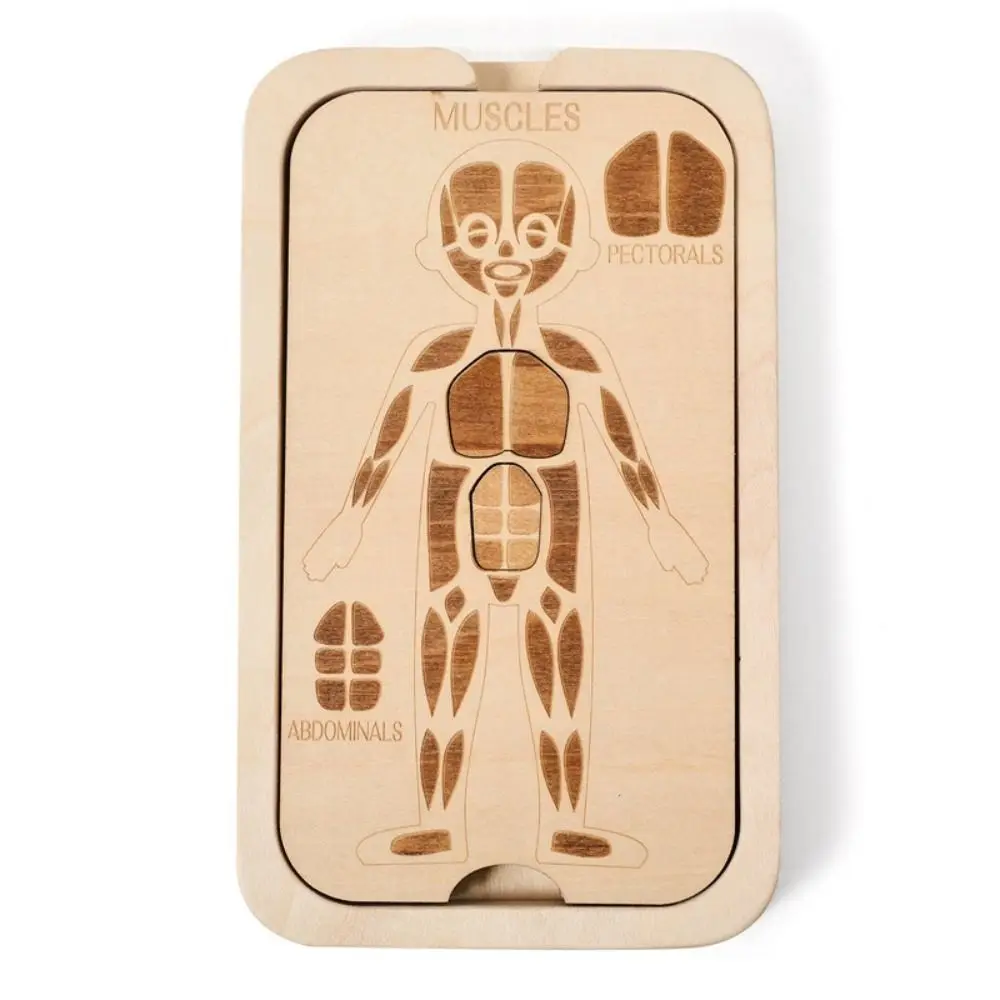 Jigsaw Design Montessori Jigsaw Puzzle Organ Model Educational Anatomy Organ Puzzle Learning Human Structure Human Structure