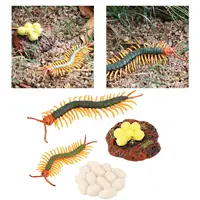 4 Stages Life Cycle of a Centipede,  Centipede Toy Figure  Painted Model 2