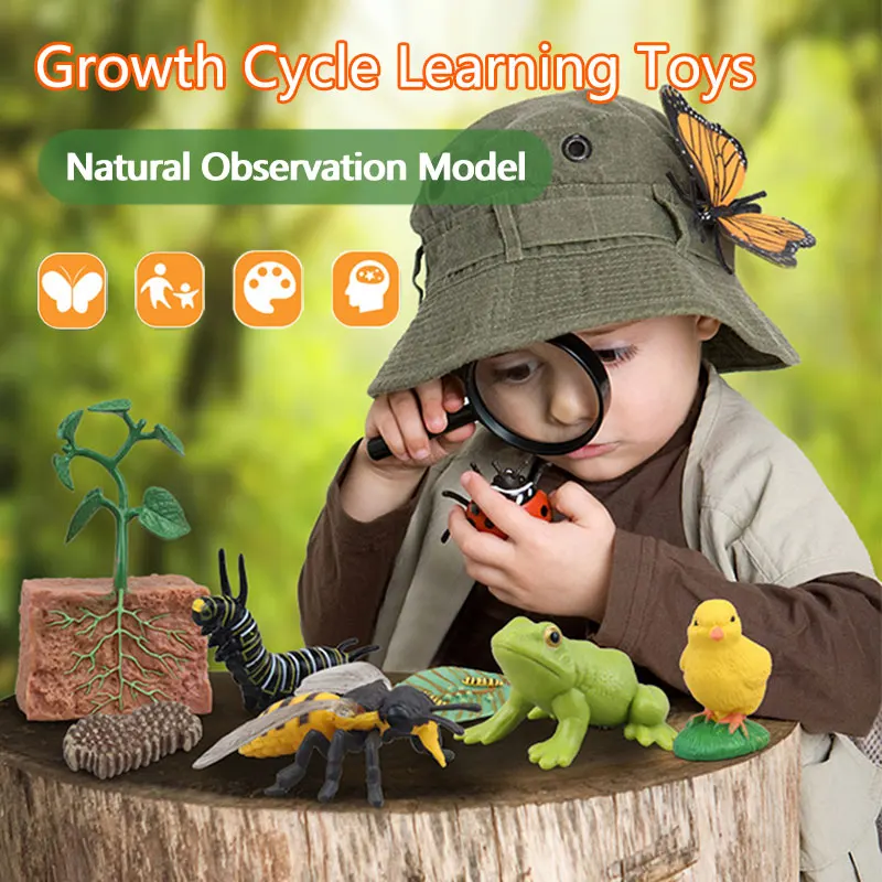 Educational Toy Model Set for Kids Plastic Insect Plant Growth Cycle