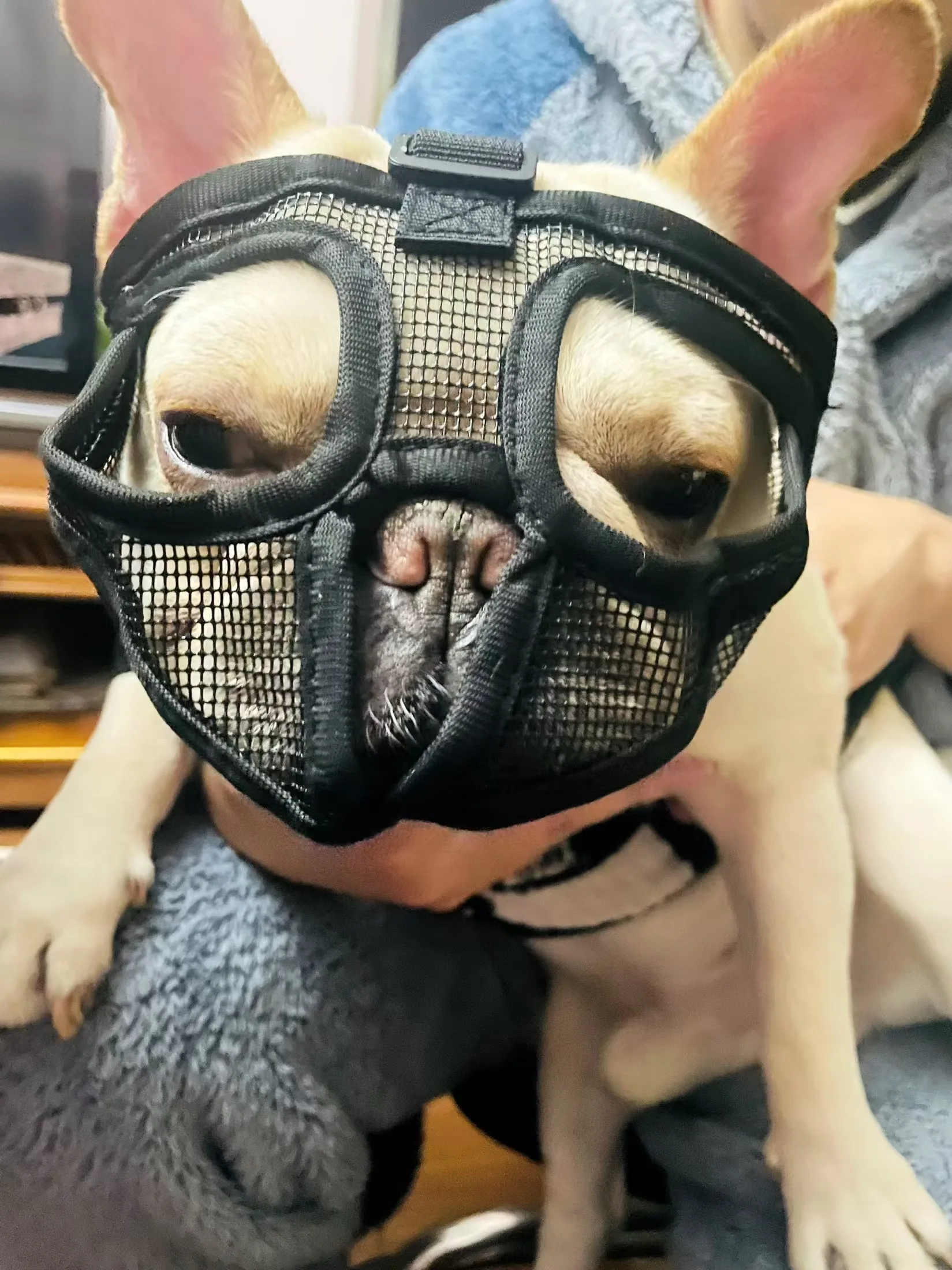 Pet Dog Muzzle Bulldog Mask Short Mouth Dog Anti biting Anti eating Anti barking Adjustable Breathable Universal Pet Supplies