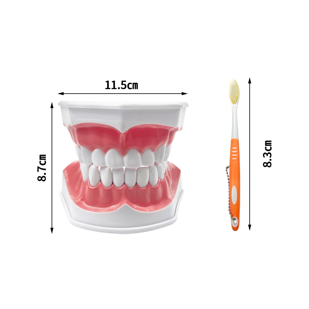 1pcs 치과 우식증 모델 플라스틱 치과 모델 치아 브러싱 모델 치과 치아 모델..