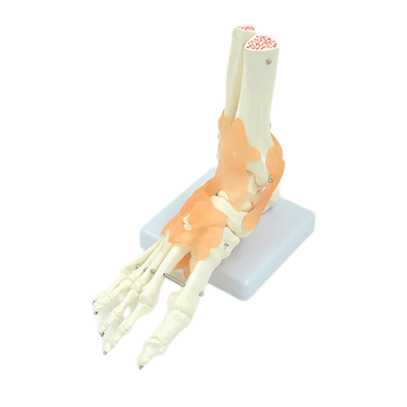 Human Joint Model Foot Include Ligaments Medical Science Life Size Ankle Anatomically Teaching Resource