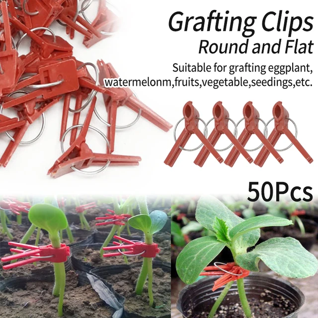 50Db Virág Ágak Oltó Klip Szőlő Rögzítőelemek Bilincs Palánták Műanyag Növények Támogató Klipek Kerti Kellékek - Image 2
