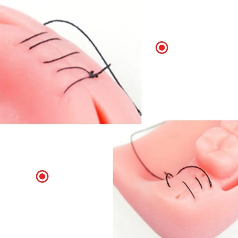 

Gingival Combination Model Teaching and Training Suture Module Silicone Model