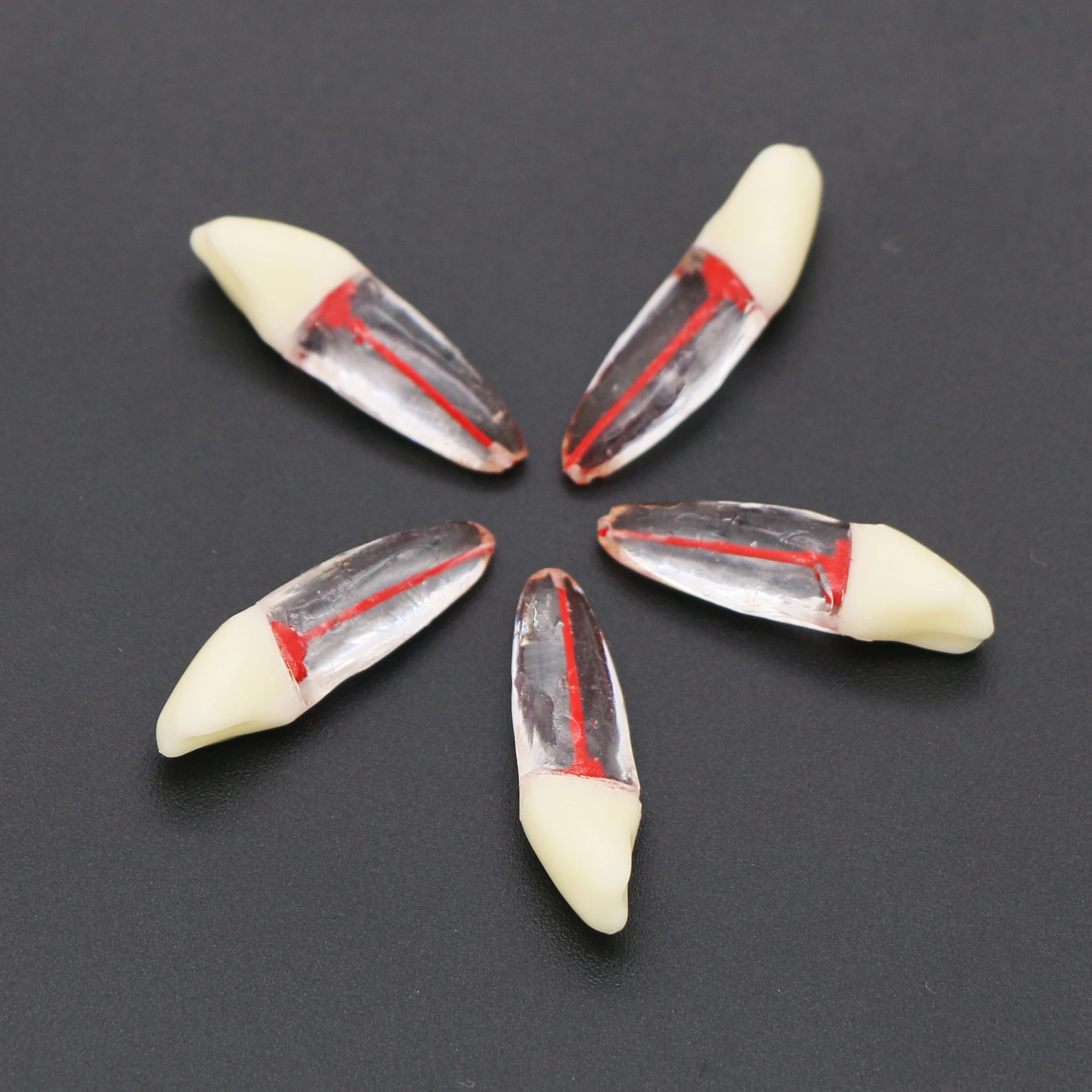 Odontoiatria Conservativa - Studio Dentistico Gervasoni Ghislanzoni - Foto 10