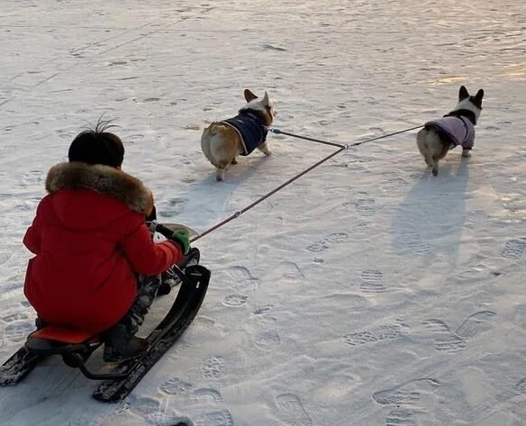 Sled Libao adult snow outdoor sand skating a large number of exports children's playground snow ski