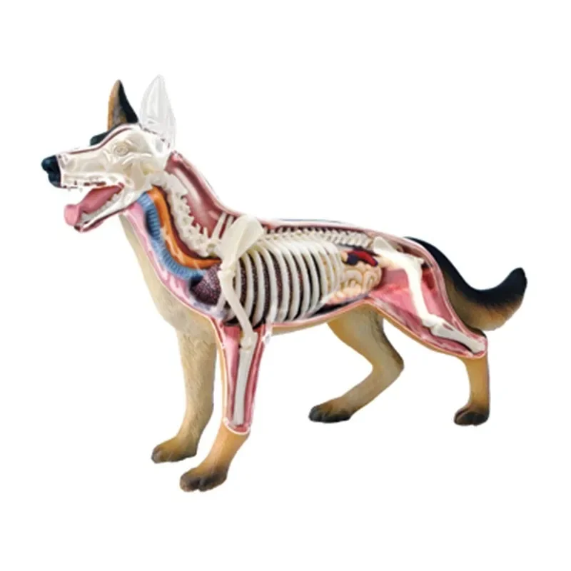Human Heart Model 4D Vision Medical Dog Anatomy Model Skeleton Anatomical Medical Model Retriever Organs Heart Brain Kidney Knee Kids Veterinary