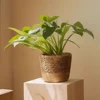 Multi Functional Storage Basket Seaweed Woven Flower Pot Rattan Woven Plant Green Plant Cover Pot Home Decoration Flower Pot Flo 4