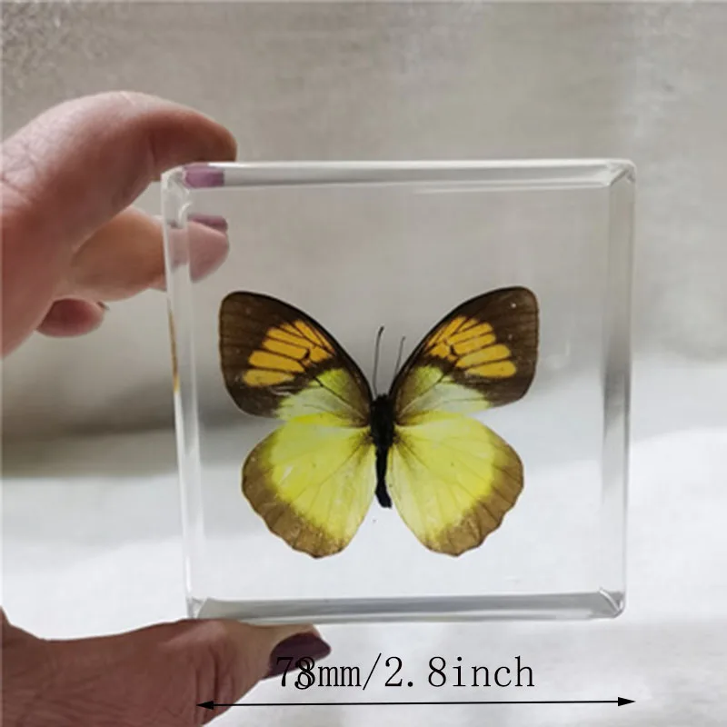 Cube Resin Transparent Butterfly Dragonfly Specimen Desk Decoration Teaching Children's Cognition for Adults,Children Figurines 