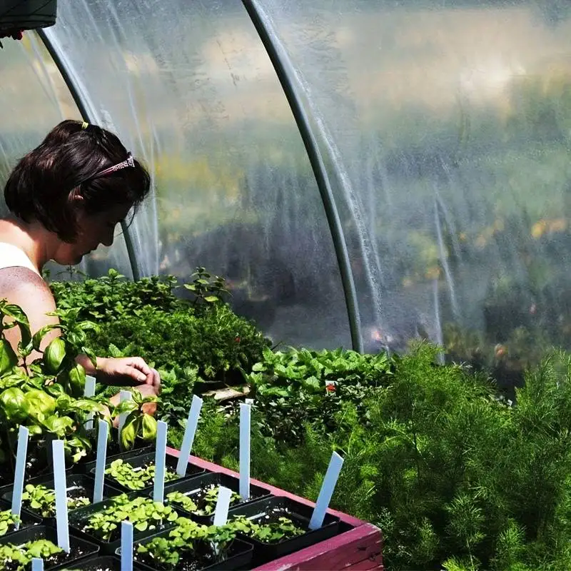 Bâche Transparente Imperméable En Plastique PVC Avec œillets - 2,4 X 3,7 M