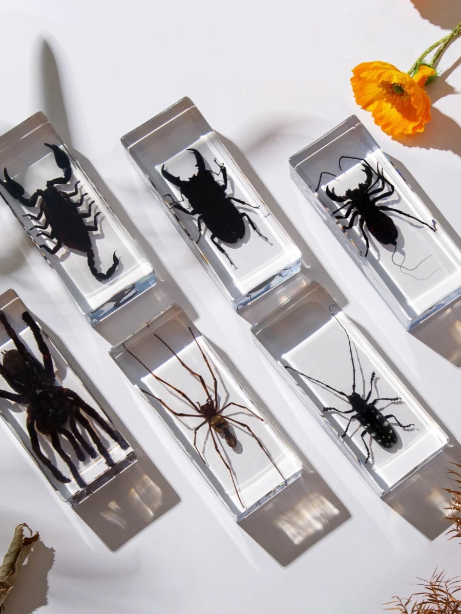 1PC Real Insect Bug Specimen Taxidermia Clear Large Bug Epoxy Resin Stick Insect Insect Scorpion Specimen Craft Decoration 4