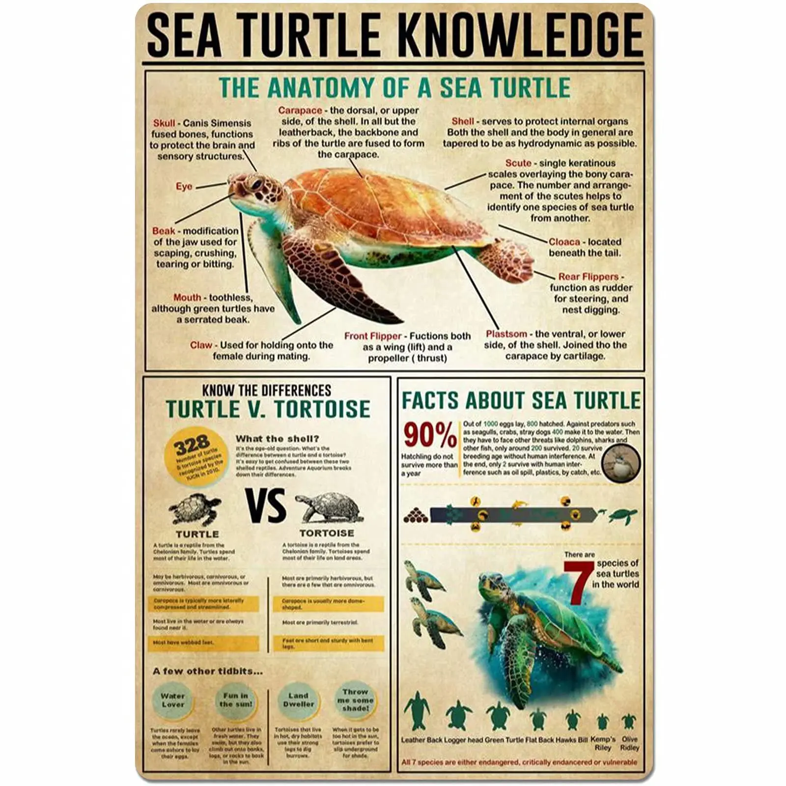 

Sea Turtle Knowledge Metal Sign The Anatomy of A Sea Turtle Infographic Poster School Library Farm Home Kitchen Club Plaque Wall