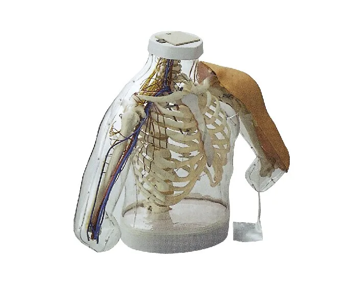 

Upper-arm Intramuscular Injection and comparison Simulator (with Alarming System) BIX-H30