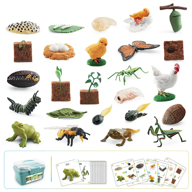 

Montessori Simulation Storage Box Growth Cycle Plants Animals Insects Model Garage Kit Animal Frog Growth Process Action Figures