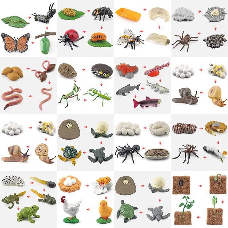 Animal Life Cycle Animal Model Set Toys Growth Life Cycle Insect Dinosaurio Montessori Toy Biology Accessories Cognitive Toys 3