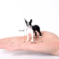 Boston Terrier