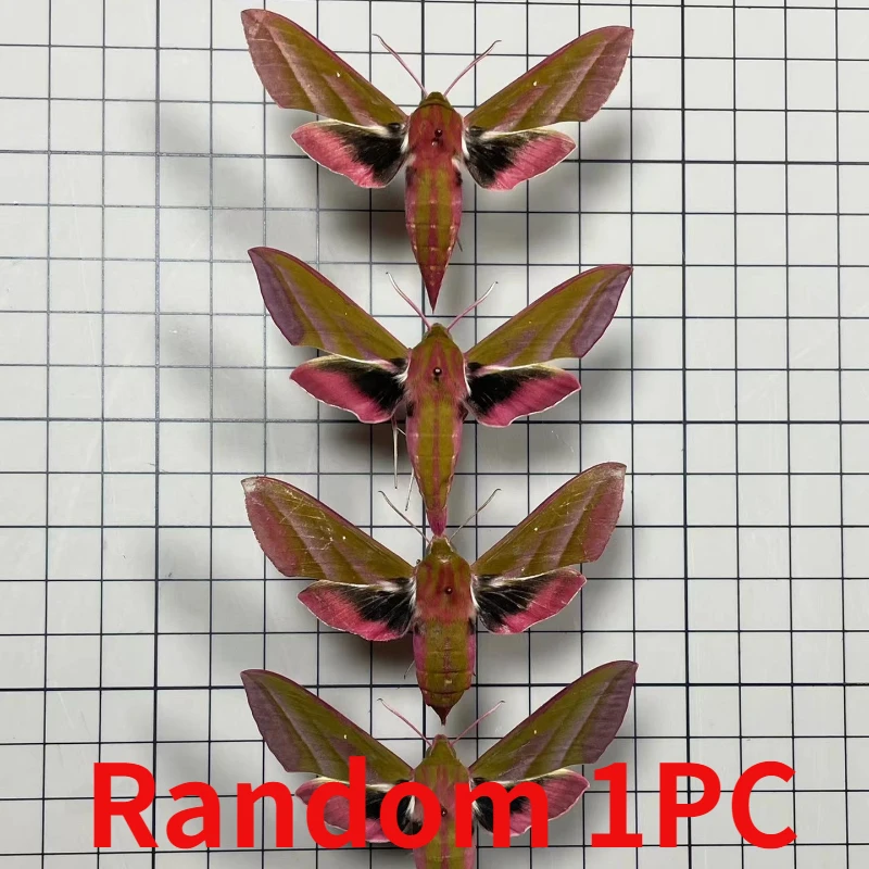 Real moth specimen butterfly specimen DIY handicraft home decoration student observation research hobby collection 6