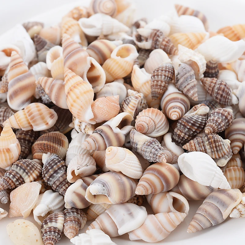 Natural Small Conch Shape Charm Shell Beads Spacer Beads For Jewelry Making DIY Fahion Necklace Bracelet Accessories natural shell ornaments