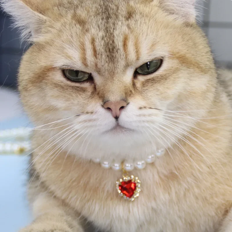 Pet Pearl Collar Dog Princess Necklace Cat Jewelry Cute Collar Puppy Accessories Dog Kitten Chain Chihuahua Wedding Jewelry Gift 4
