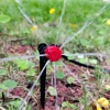 Micro Drip Irrigation System Portable 20M Automatic Watering with Adjustable Drippers Misting Watering Kits Garden Hose 6
