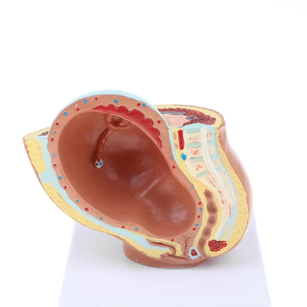 9th Month Baby Fetus/Foetus  Model Embryonic Development 6