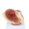 9th Month Baby Fetus/Foetus  Model Embryonic Development 6