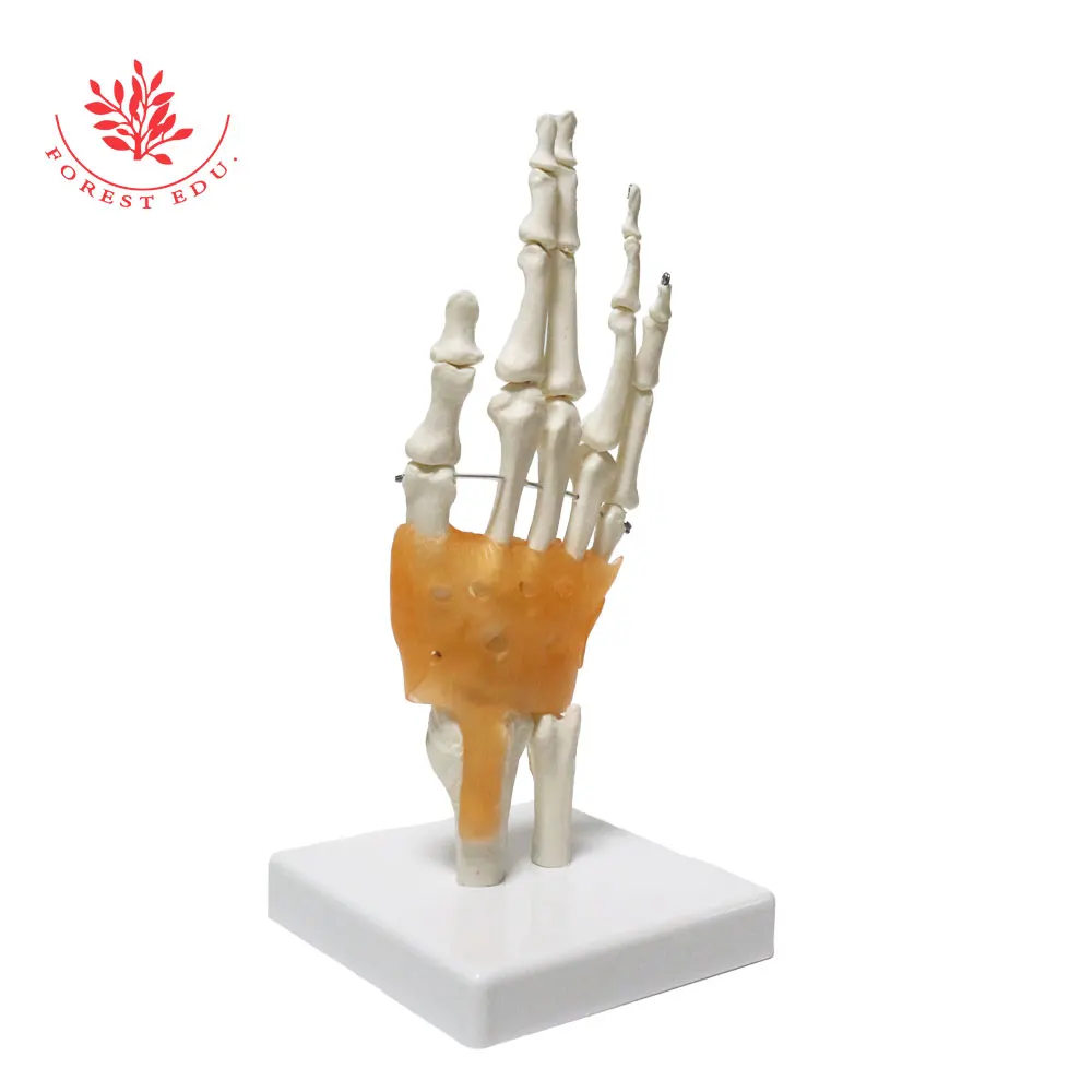 Human Hand Joint Model FRT031 Include Ligaments and Base 1:1 Life Size Patient Education Medical Science