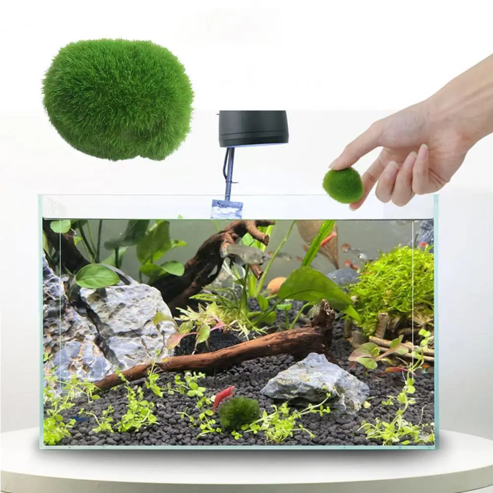 Moss Balls Live Aquarium Green Algae Balls Fish Shrimp Tank Ornament  Aesthetically Beautiful Decorative Plants For Healthy Environment From  Kitchenhome, $0.71